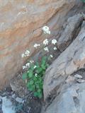 Graellsia saxifragifolia